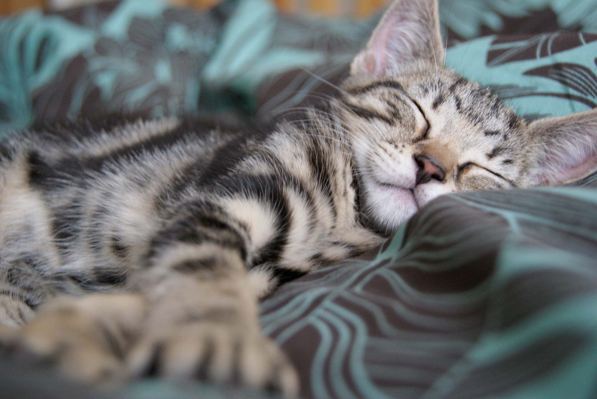 cat
