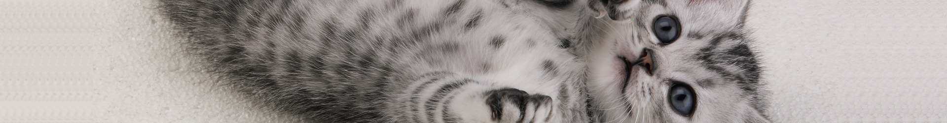 Cat Breed Background