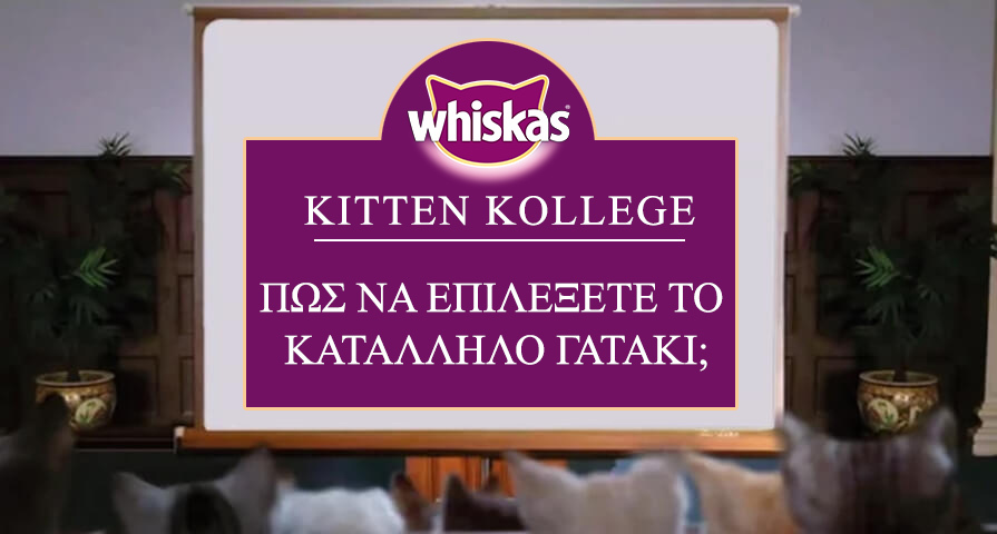 Kitten college