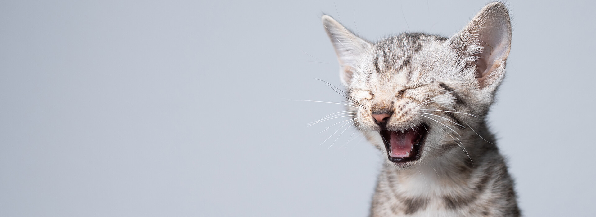 kitten language BG
