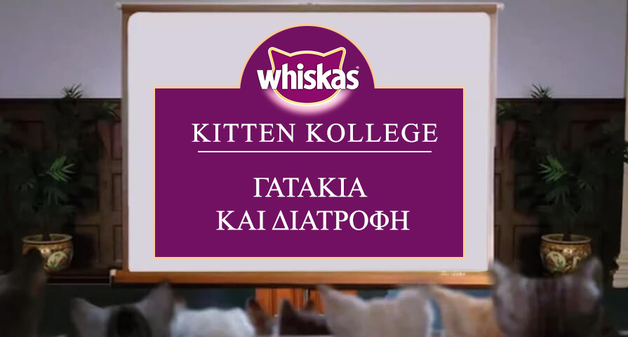 Τι πρέπει να τρώει το γατάκι σας