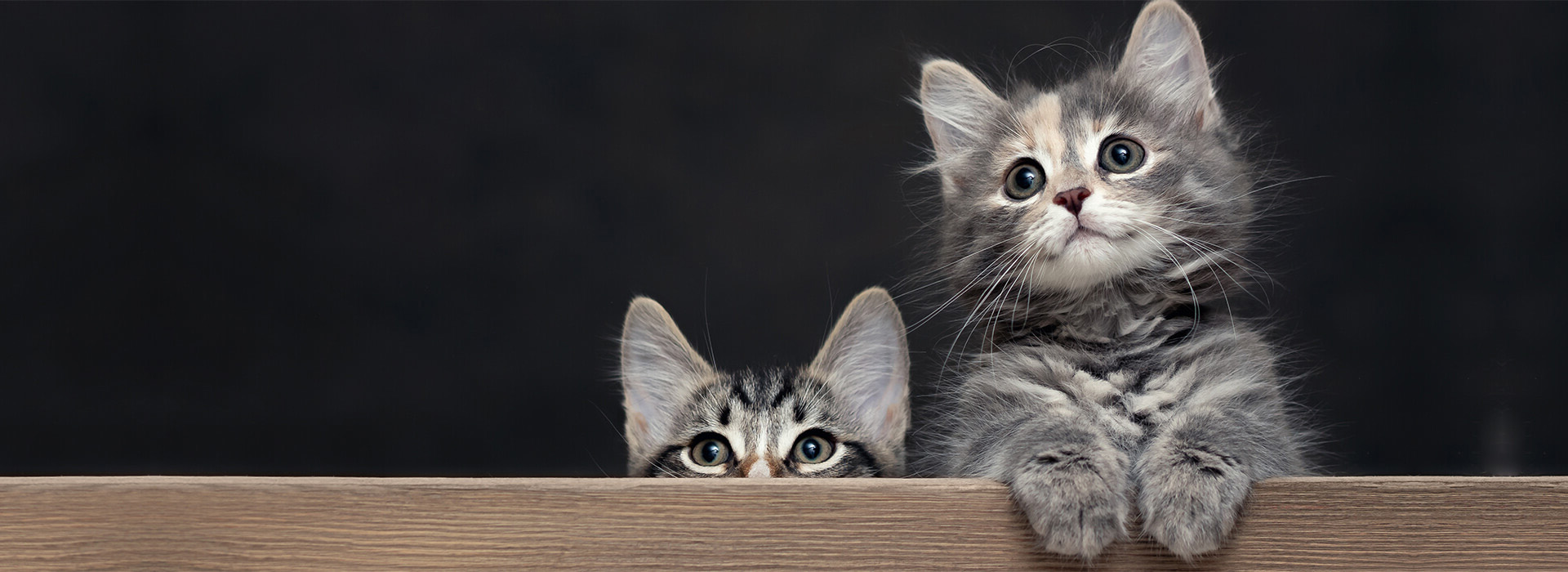 considering a kitten BG